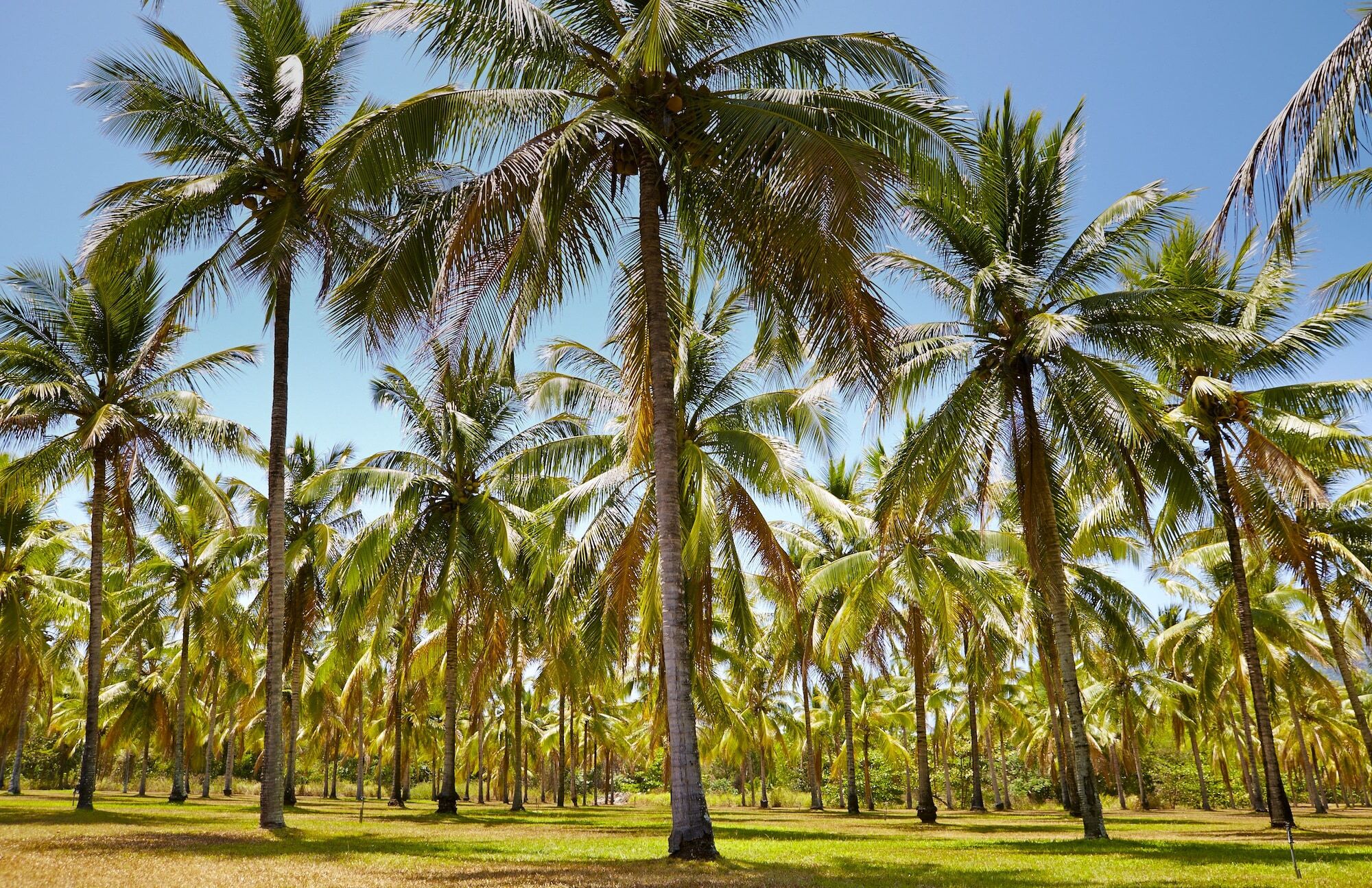 Thala Beach Nature Reserve Port Douglas Ngoại thất bức ảnh